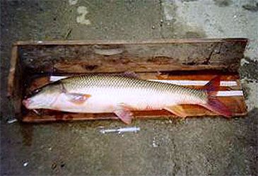 914_Salar Dorafshan_Bulatmai Barbel_Luciobarbus capito.jpg 914_Salar Dorafshan_Bulatmai Barbel_Luciobarbus capito.jpg